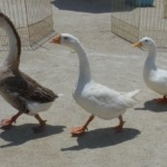 🐔ふれあい動物村🐷