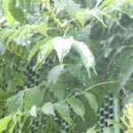 雨が降りました☔