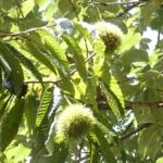🌰栗拾い遠足🌰