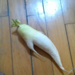 だいこんを描きました