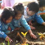 チューリップの球根を植えました