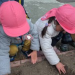 チューリップの球根🌷