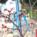 桜のつぼみが・・・